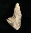 Triceratops Tooth With Partial Root - #4452-2